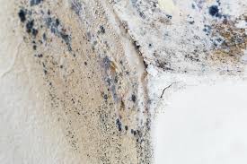 Best Forensic Mold Investigation  in Mango, FL